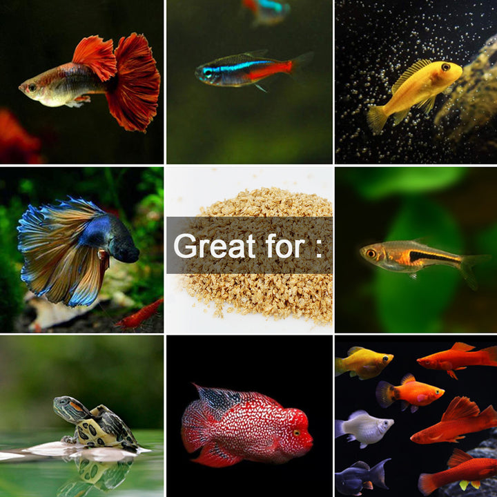 Freeze Dried Daphnia Fish Food for Betta, Neon, Guppy, Cichlid, Catfis ...